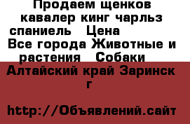 Продаем щенков кавалер кинг чарльз спаниель › Цена ­ 60 000 - Все города Животные и растения » Собаки   . Алтайский край,Заринск г.